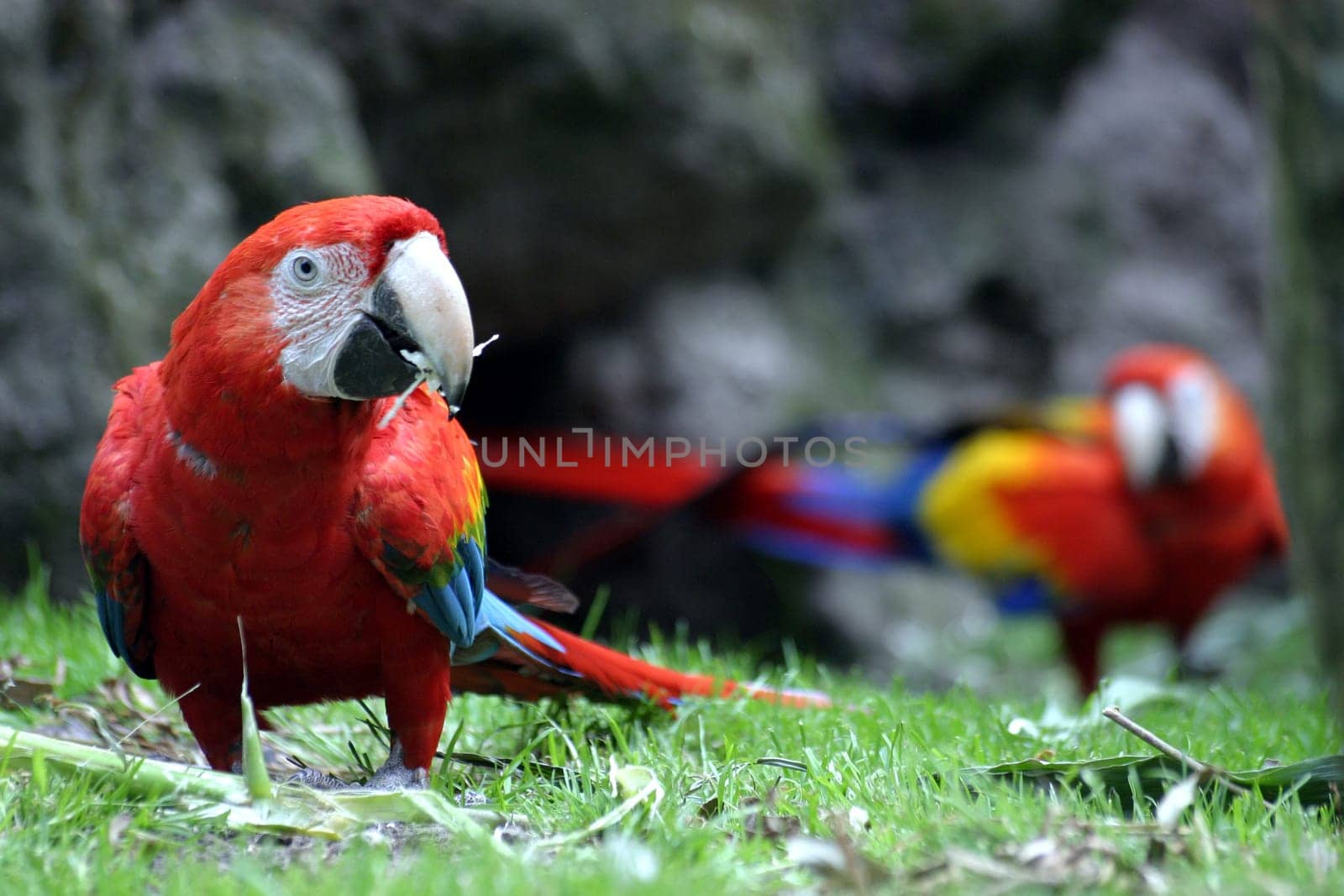 Green-winged Macaw