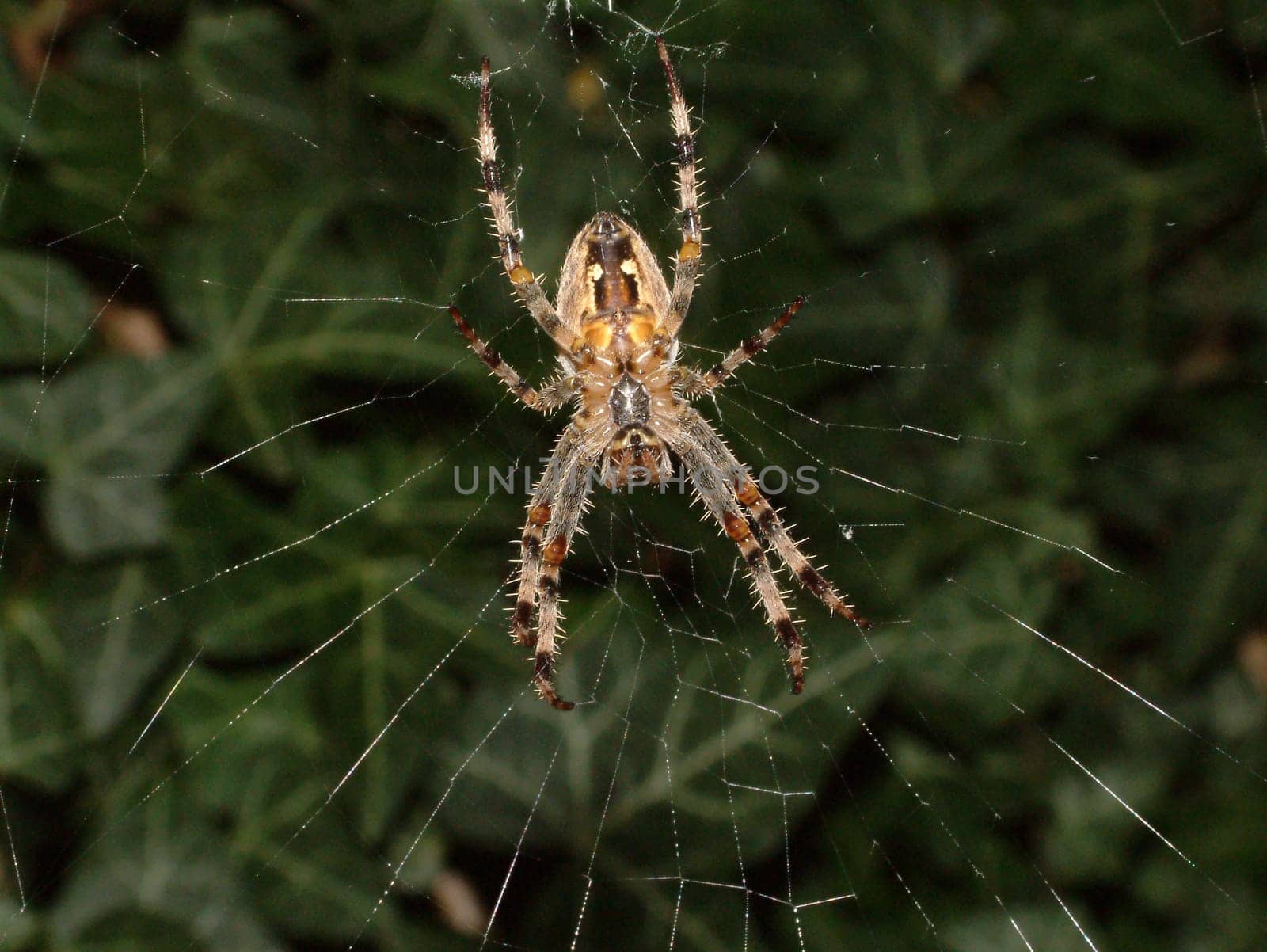 cobweb
