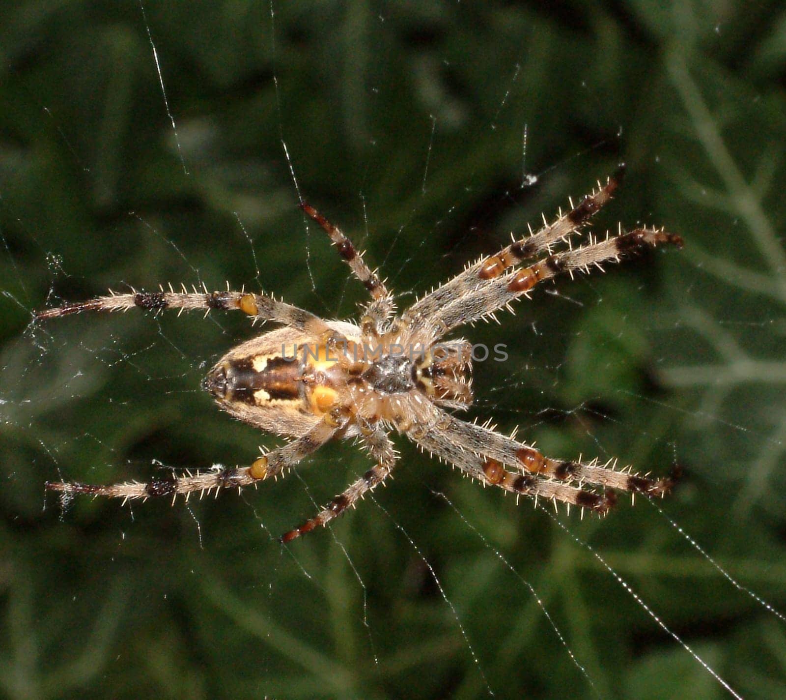 Spider