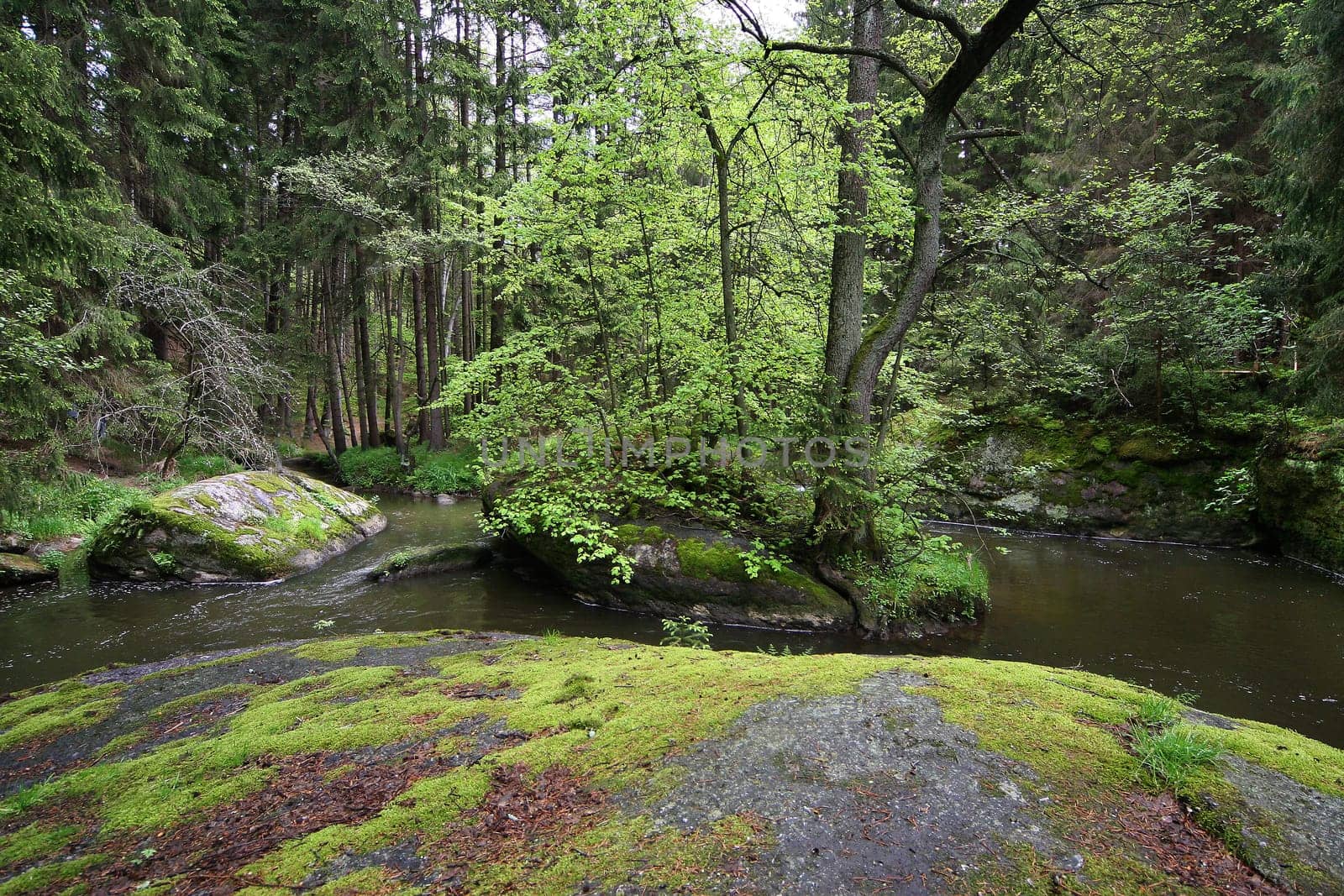 Pure nature (4)