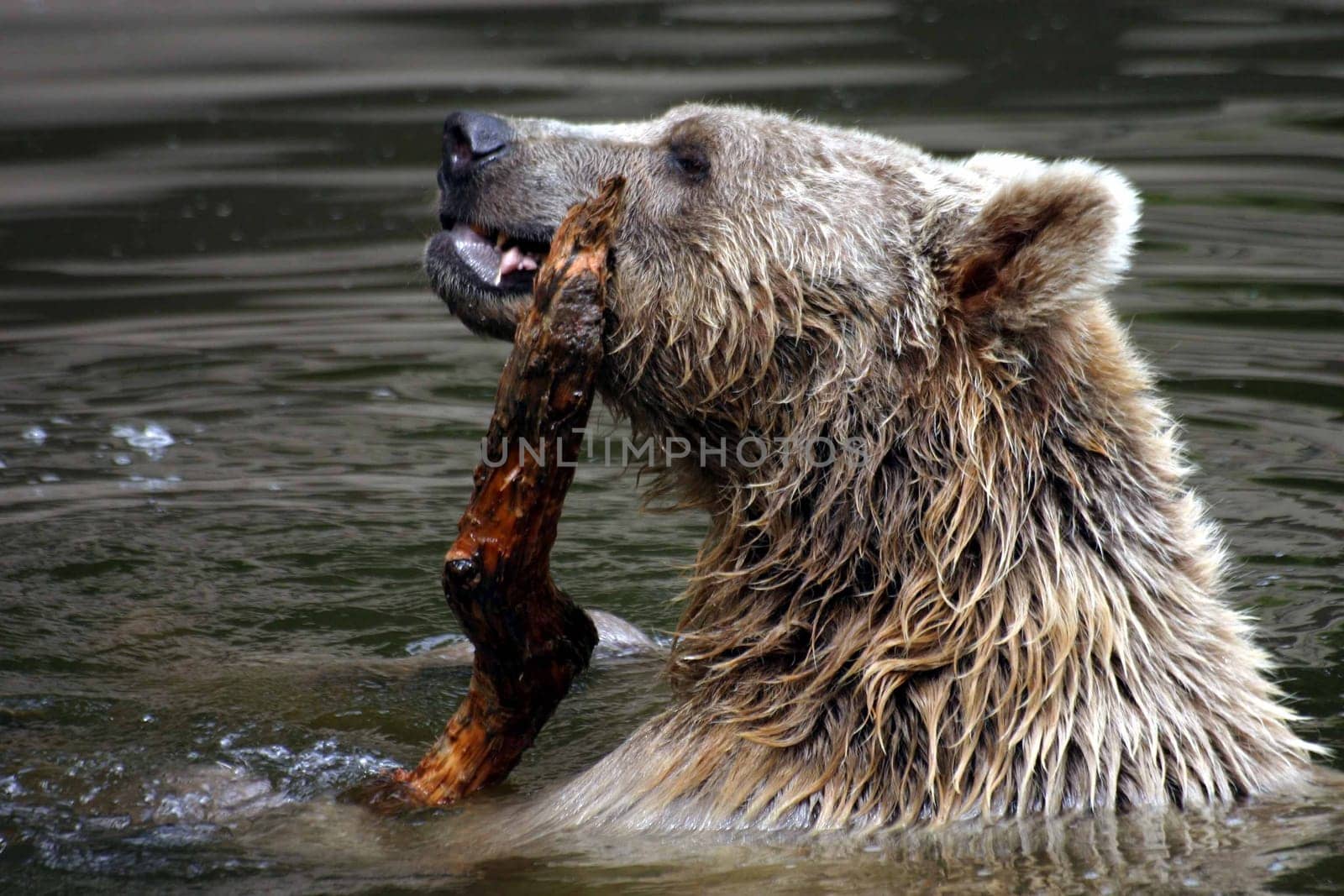 Water Bear