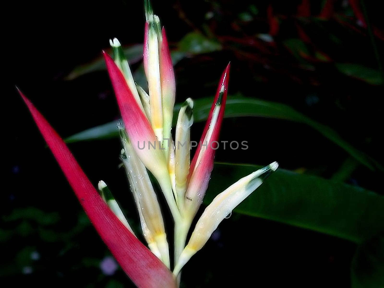 Hawaii Botanical Garden 2