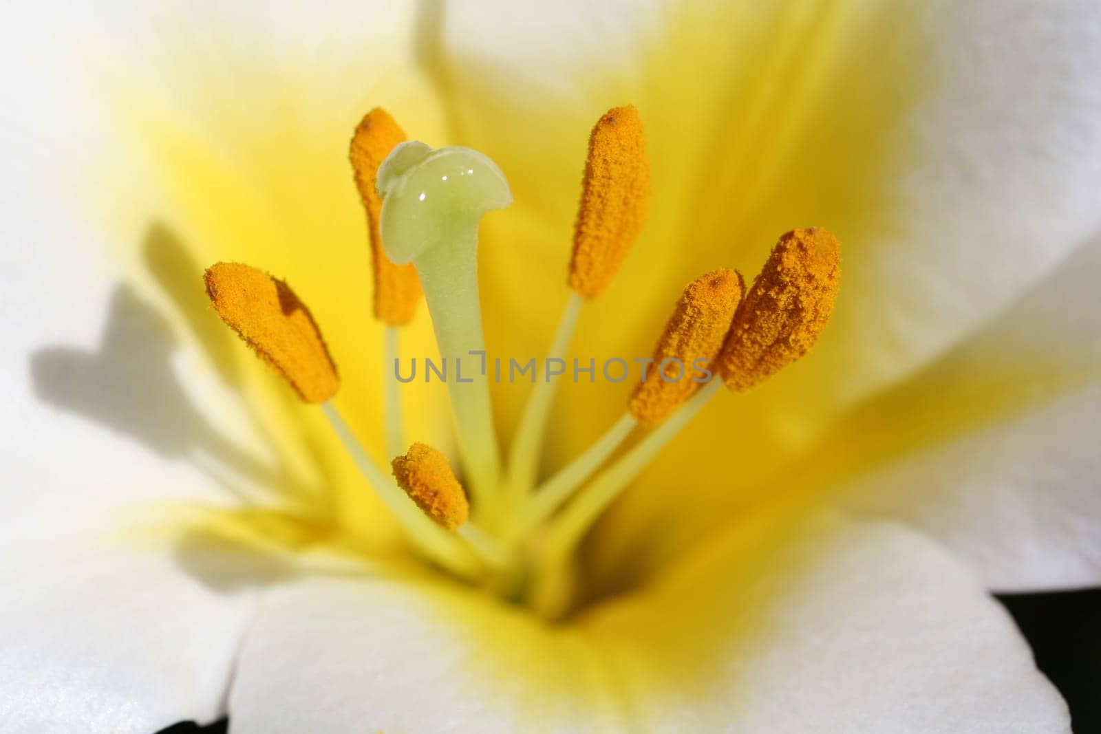 Lily