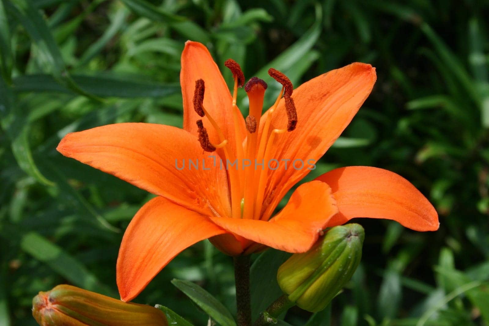 Flowers Bloom