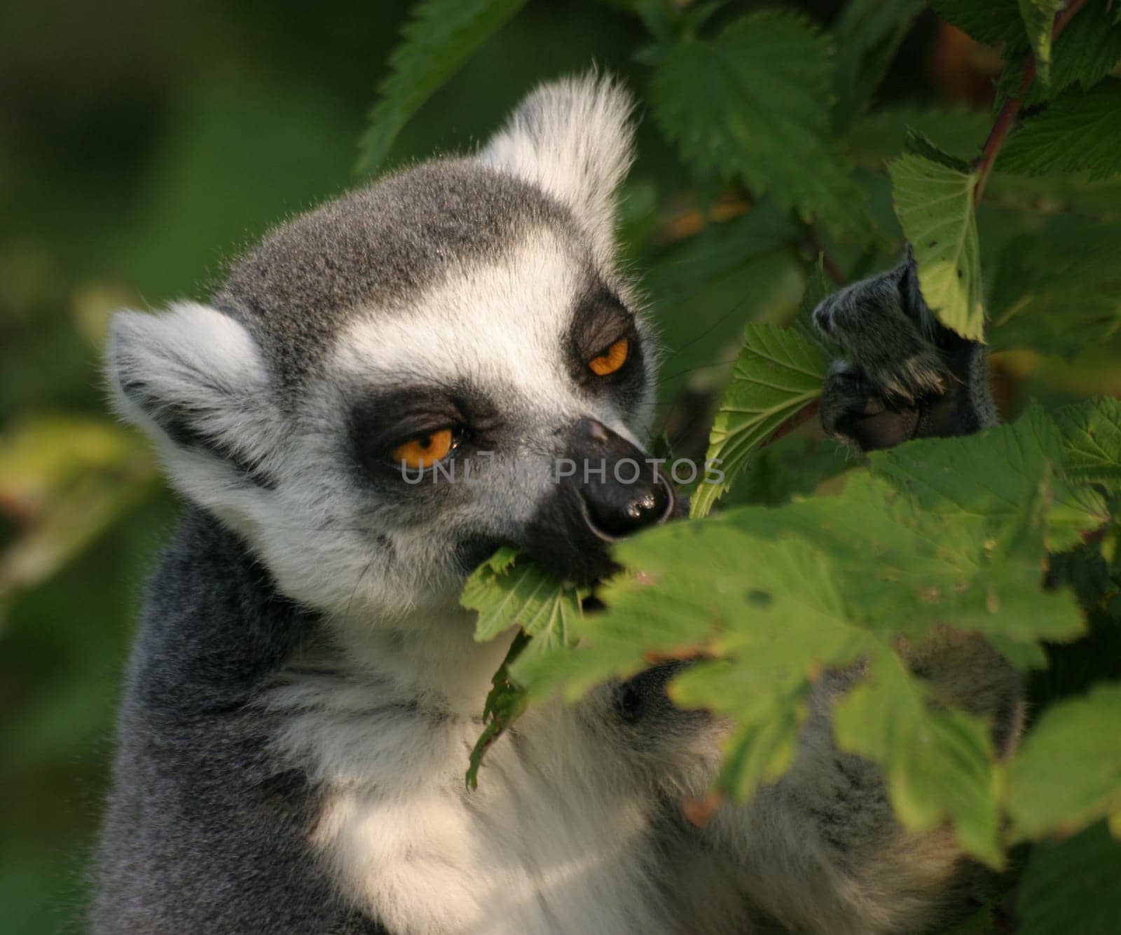 Ring-tailed lemur portrait