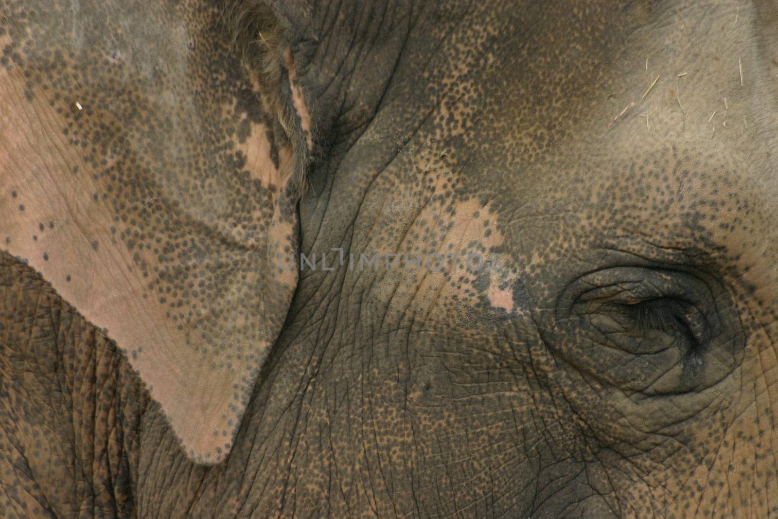 Elephant Portrait