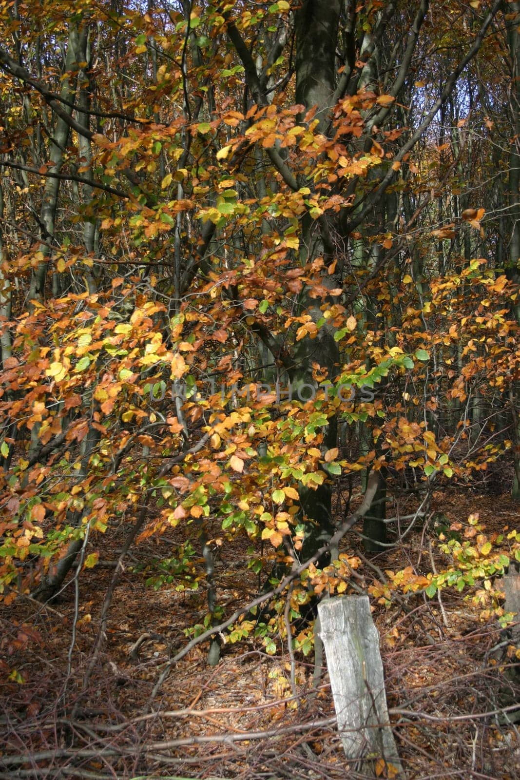 Autumn forest