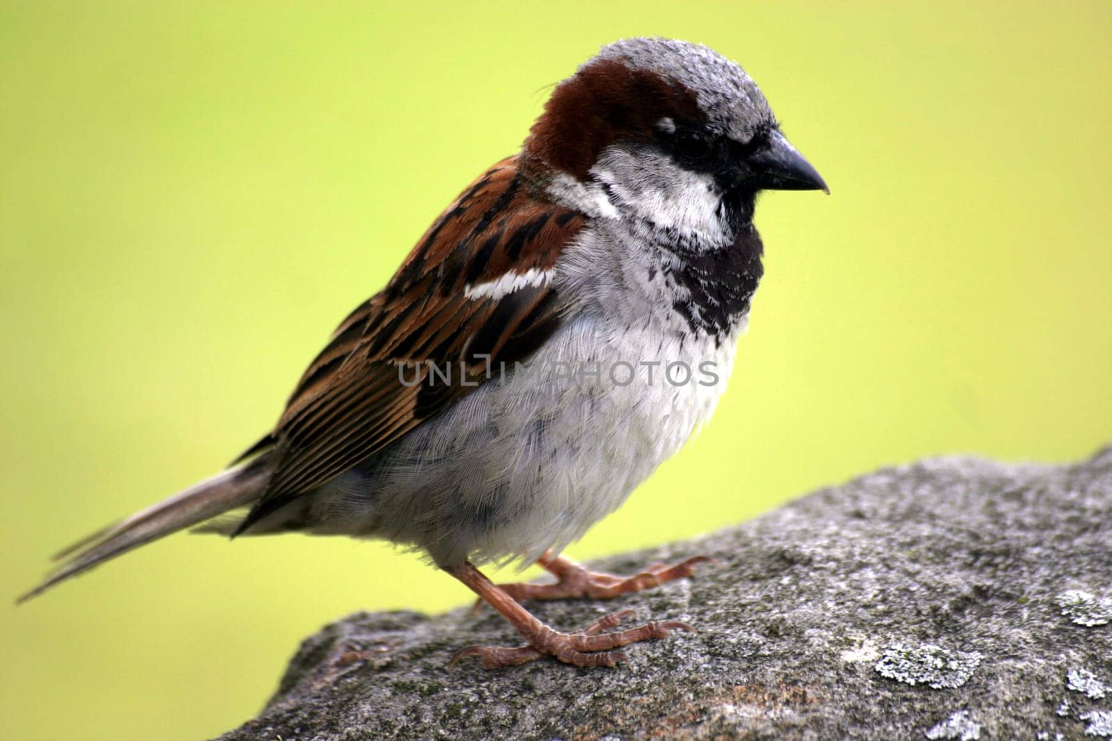 House sparrow