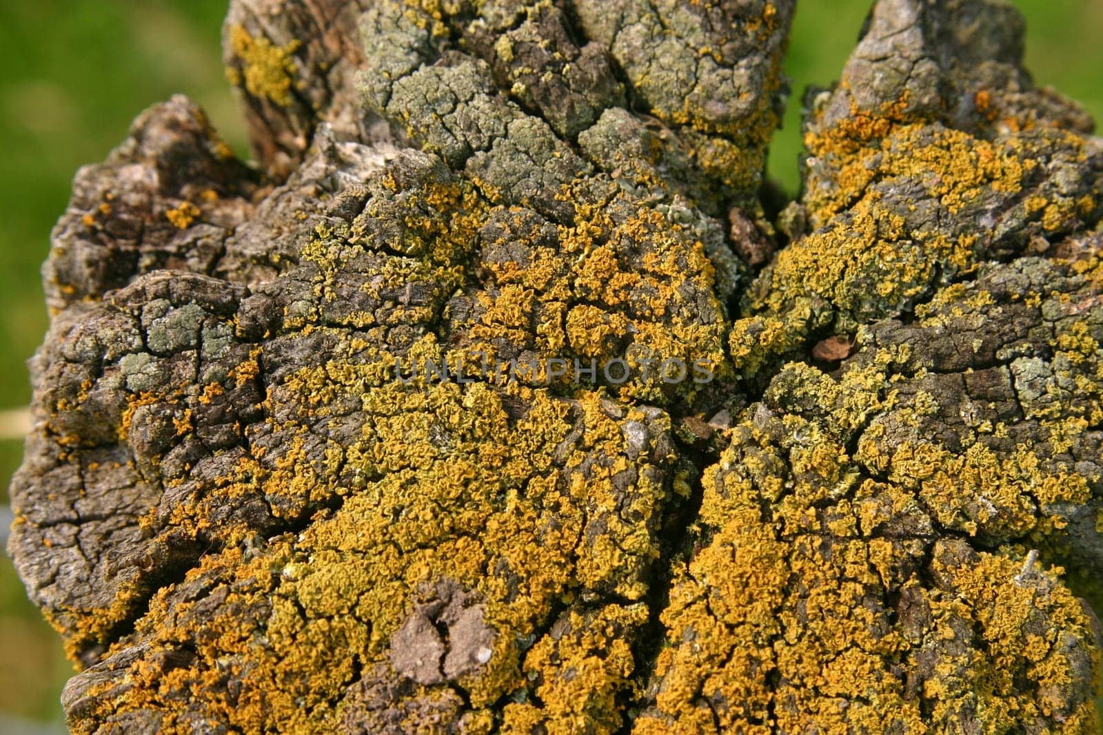 Lichen on fence post