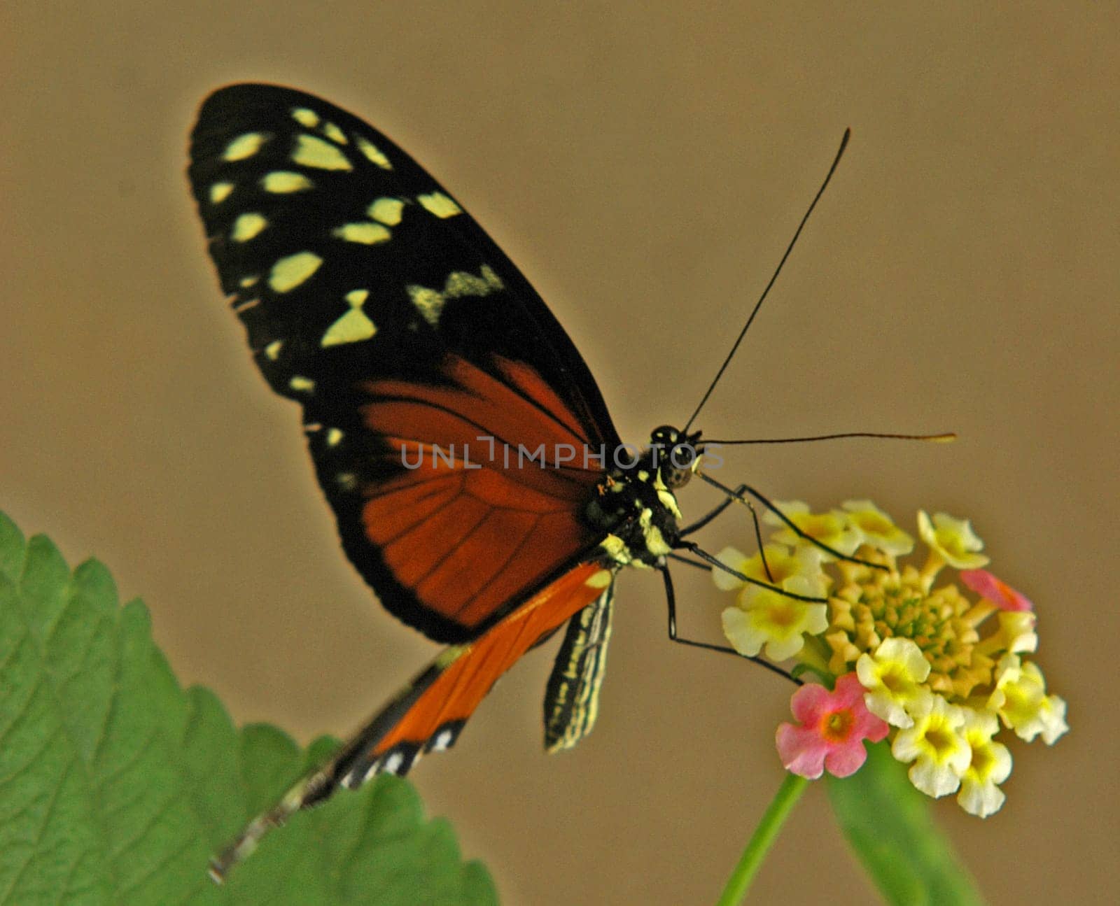 Nikon D70 Focal length 145 mm Aperture f9 Bel. 1/80 sec.