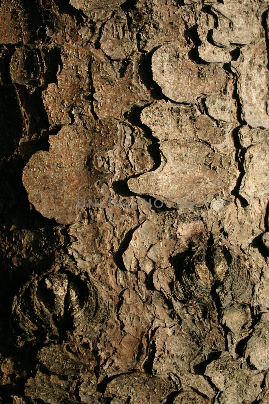 Bark