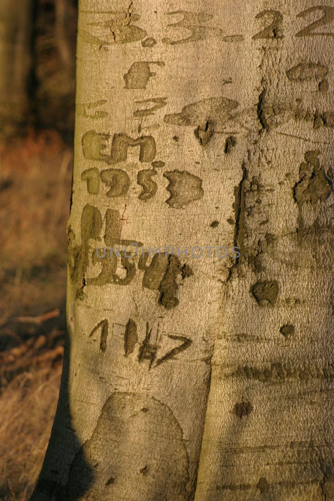Bark Notes