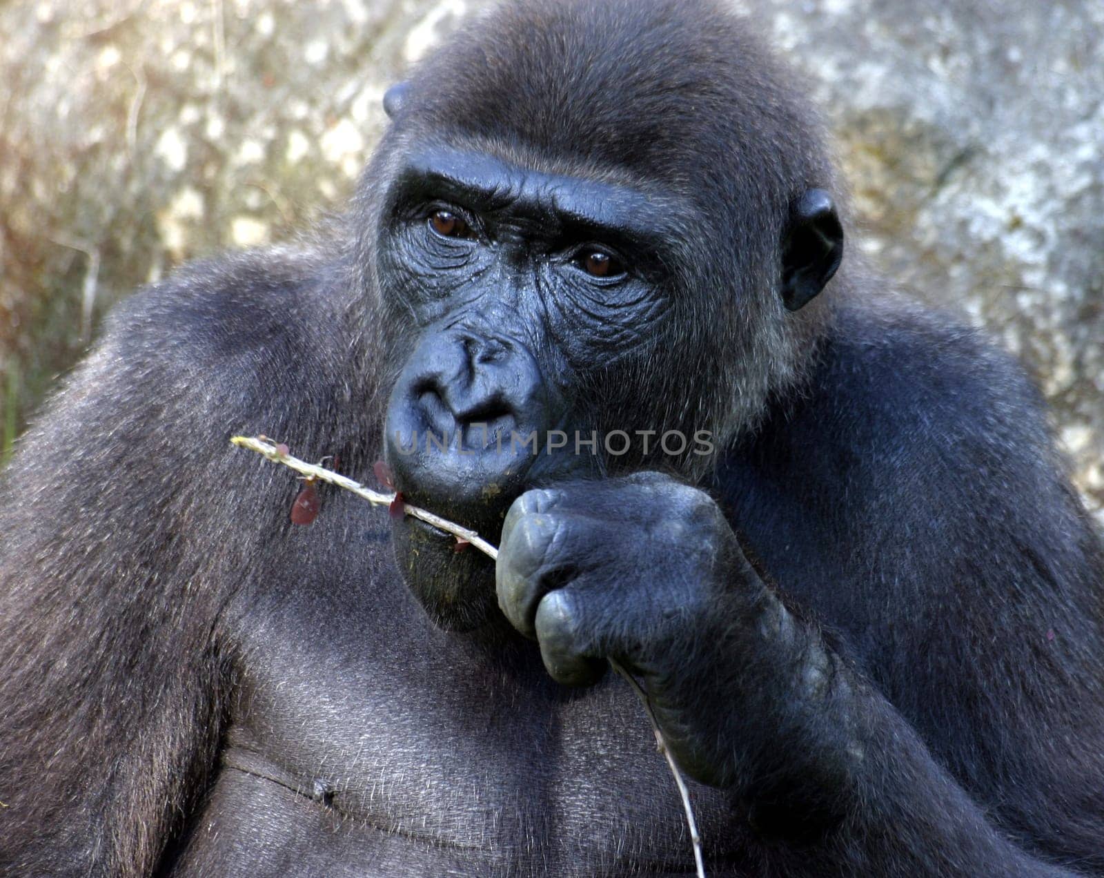 Gorilla