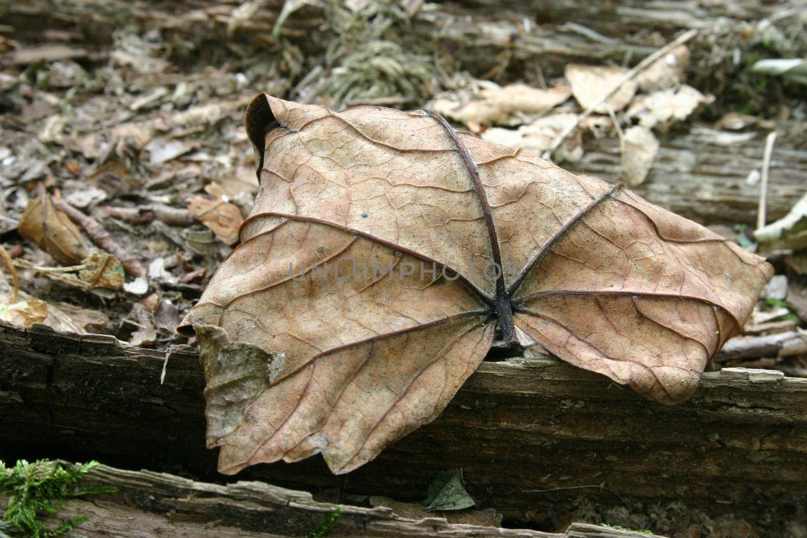 Brittle leaf