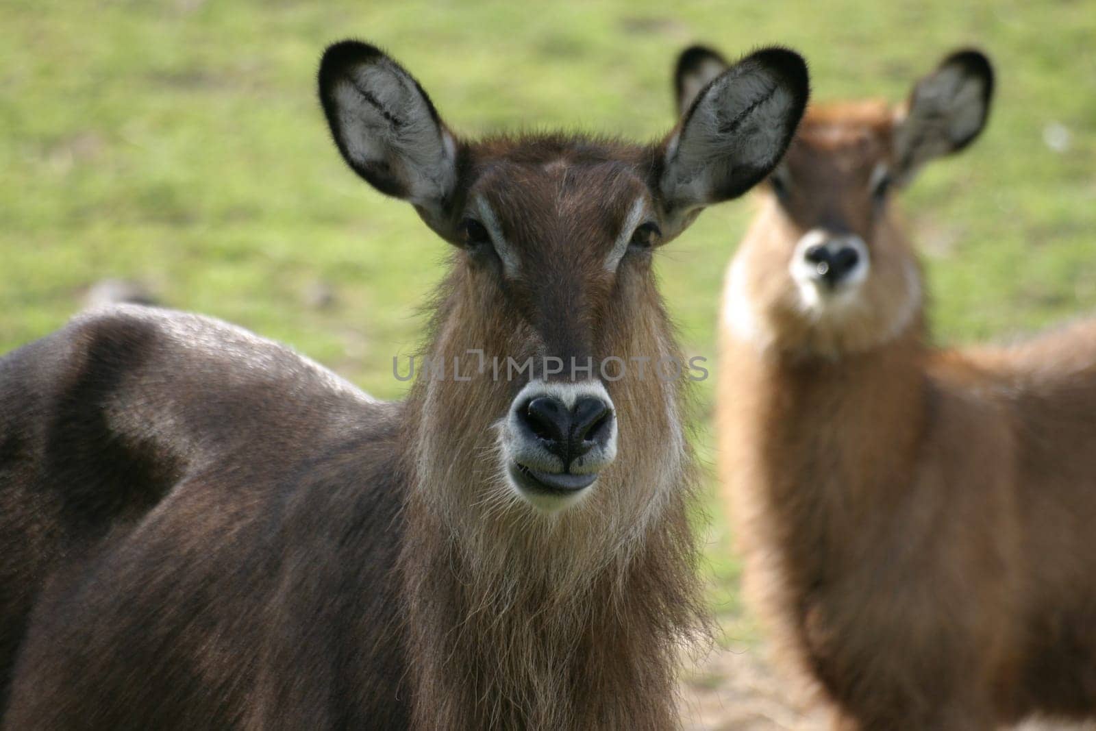 Does anyone know what this antelope species is called? Thank you for your help with the determination!