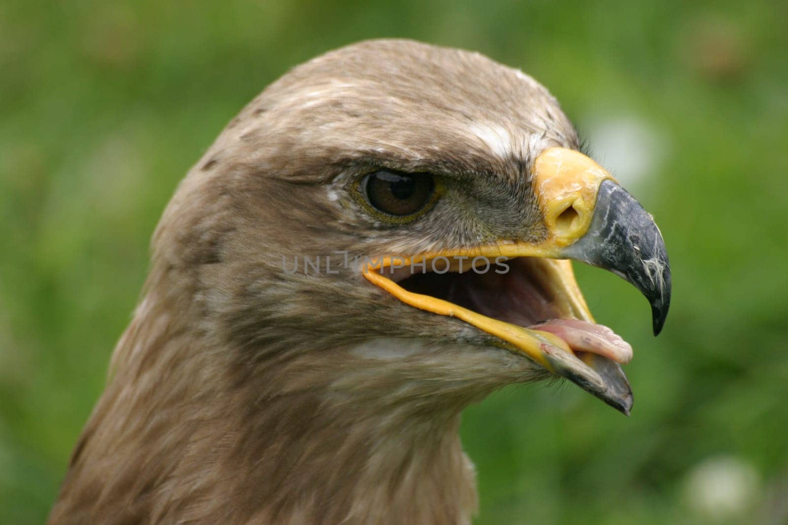Steppe eagle