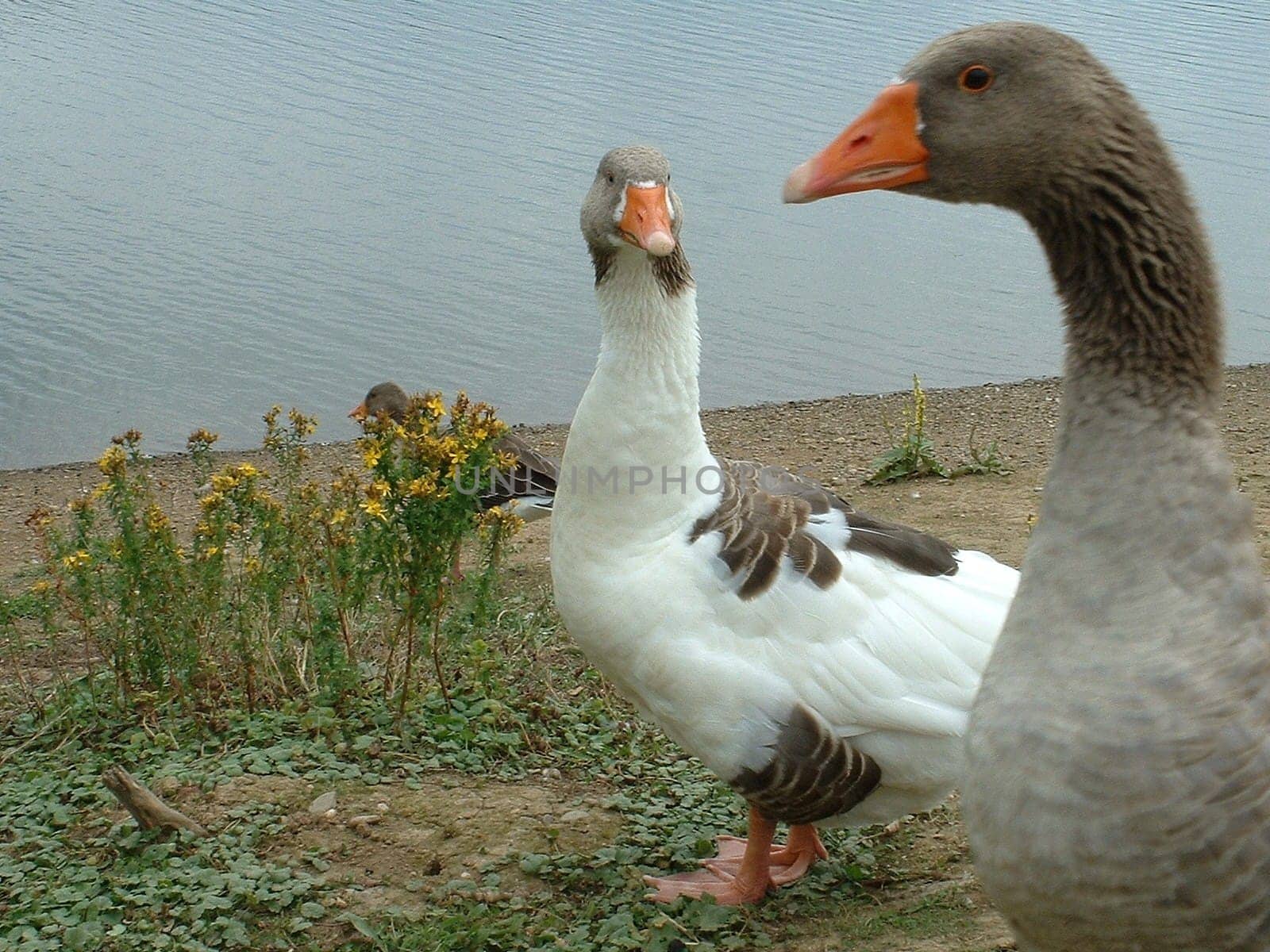 The female looks a little offended because the male has simply pushed himself in front of the lens -)