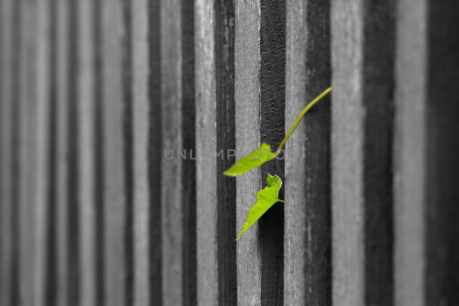New life