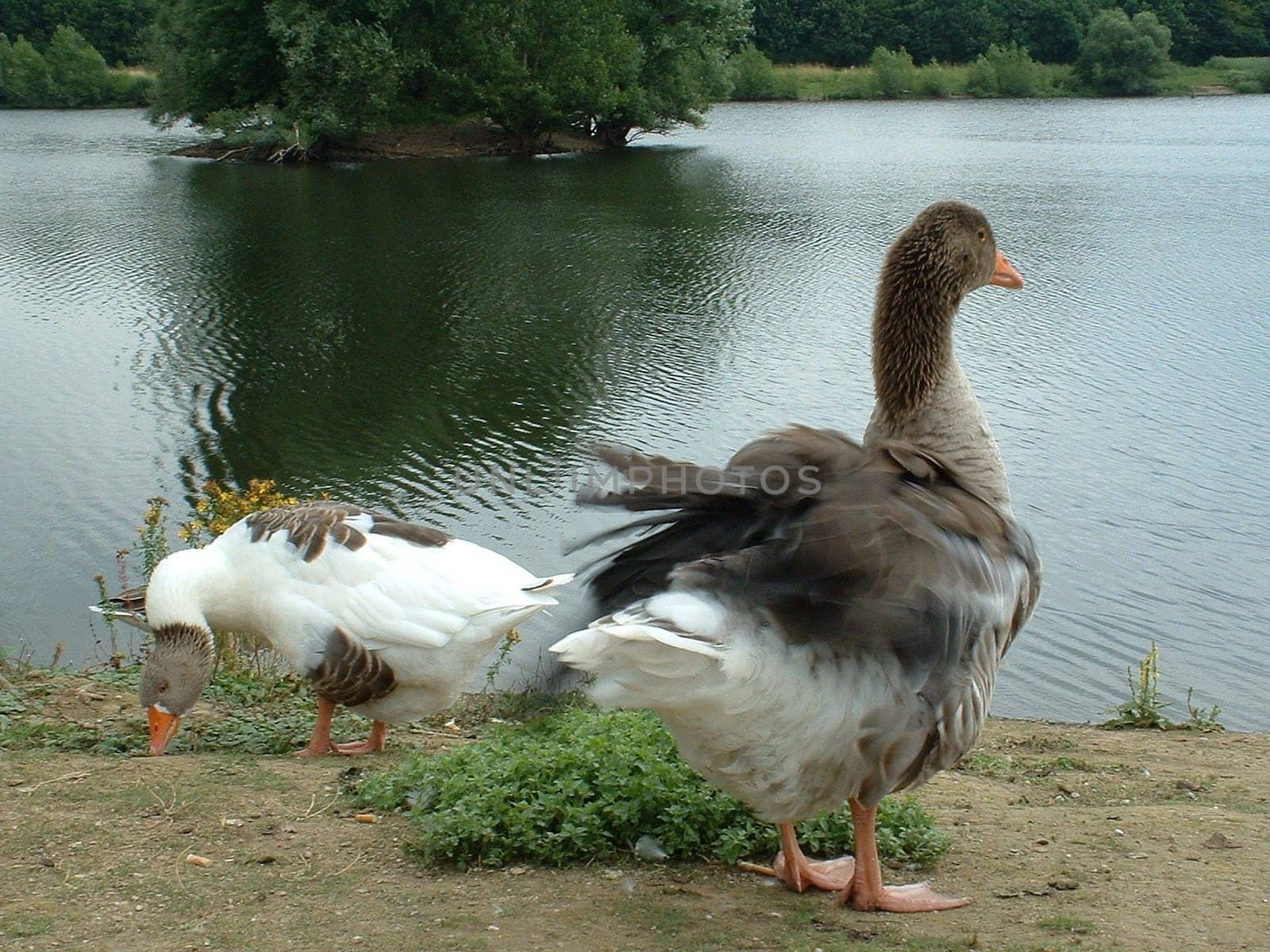 Fluffed up