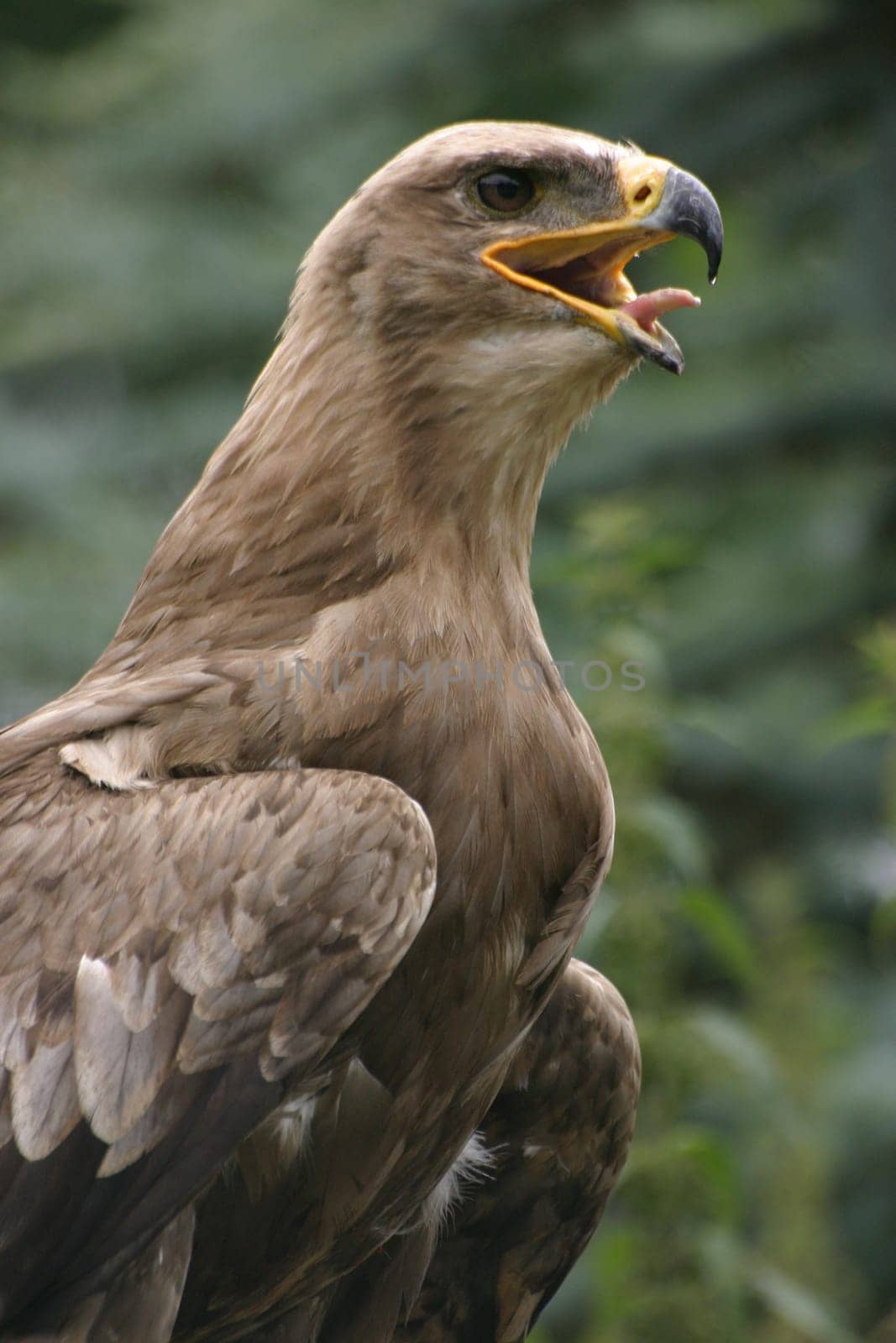 Steppe eagle