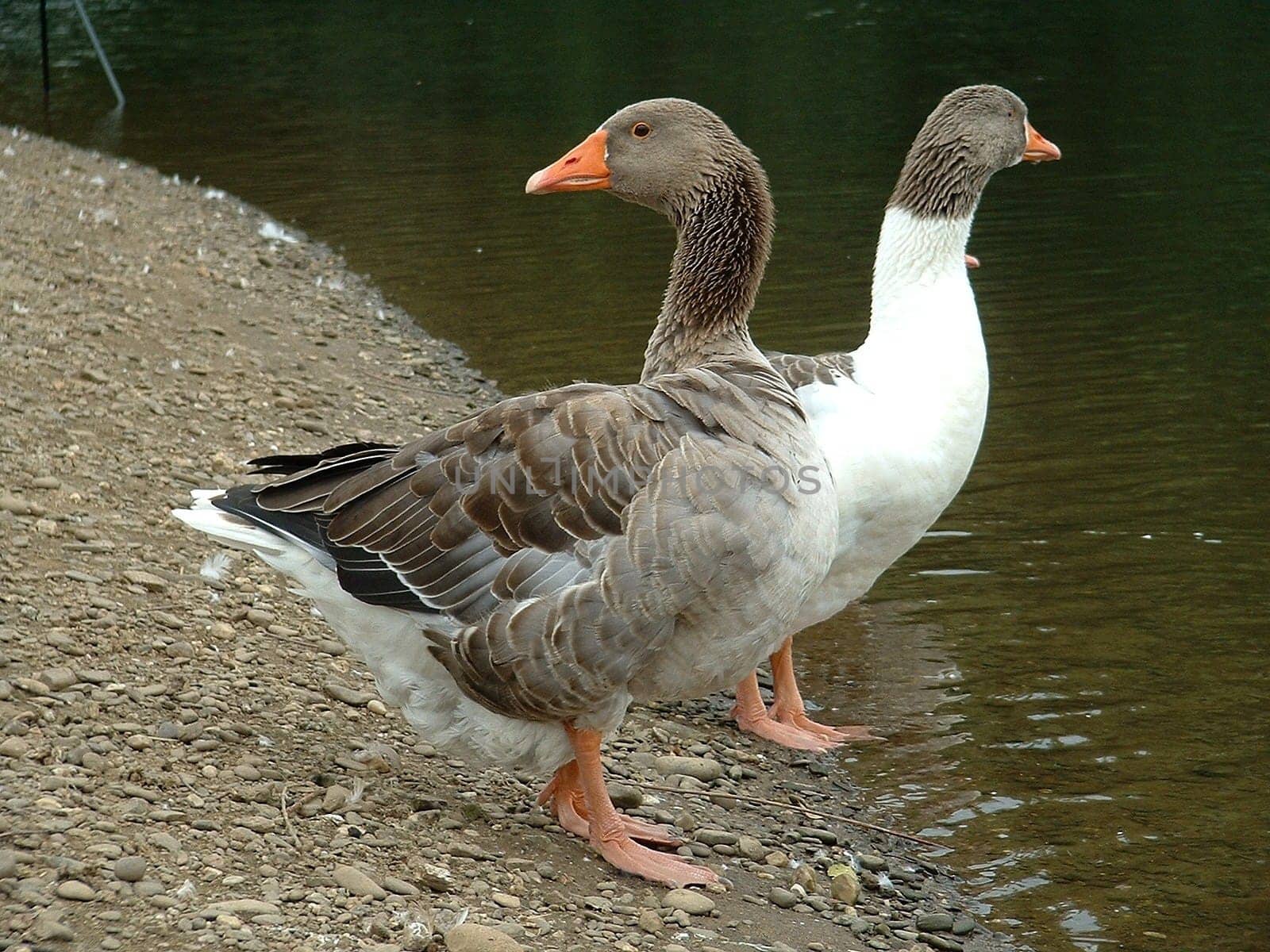 Geese do not need a rear-view mirror. Unless they have dislocated their necks -)