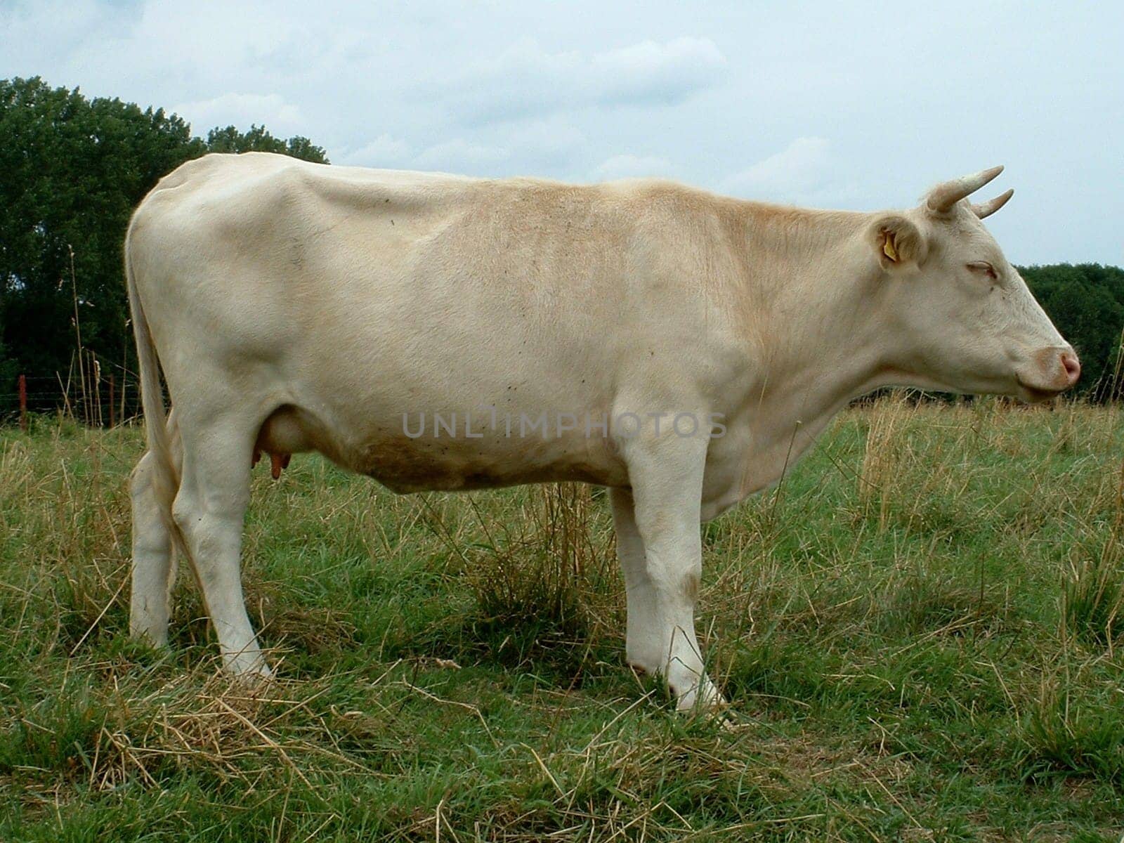 I don't know if it's really an albino,but I thought the title was fitting. Are there any albino cows at all?! -) http://www.millan.net/funp/80/nomilk.html