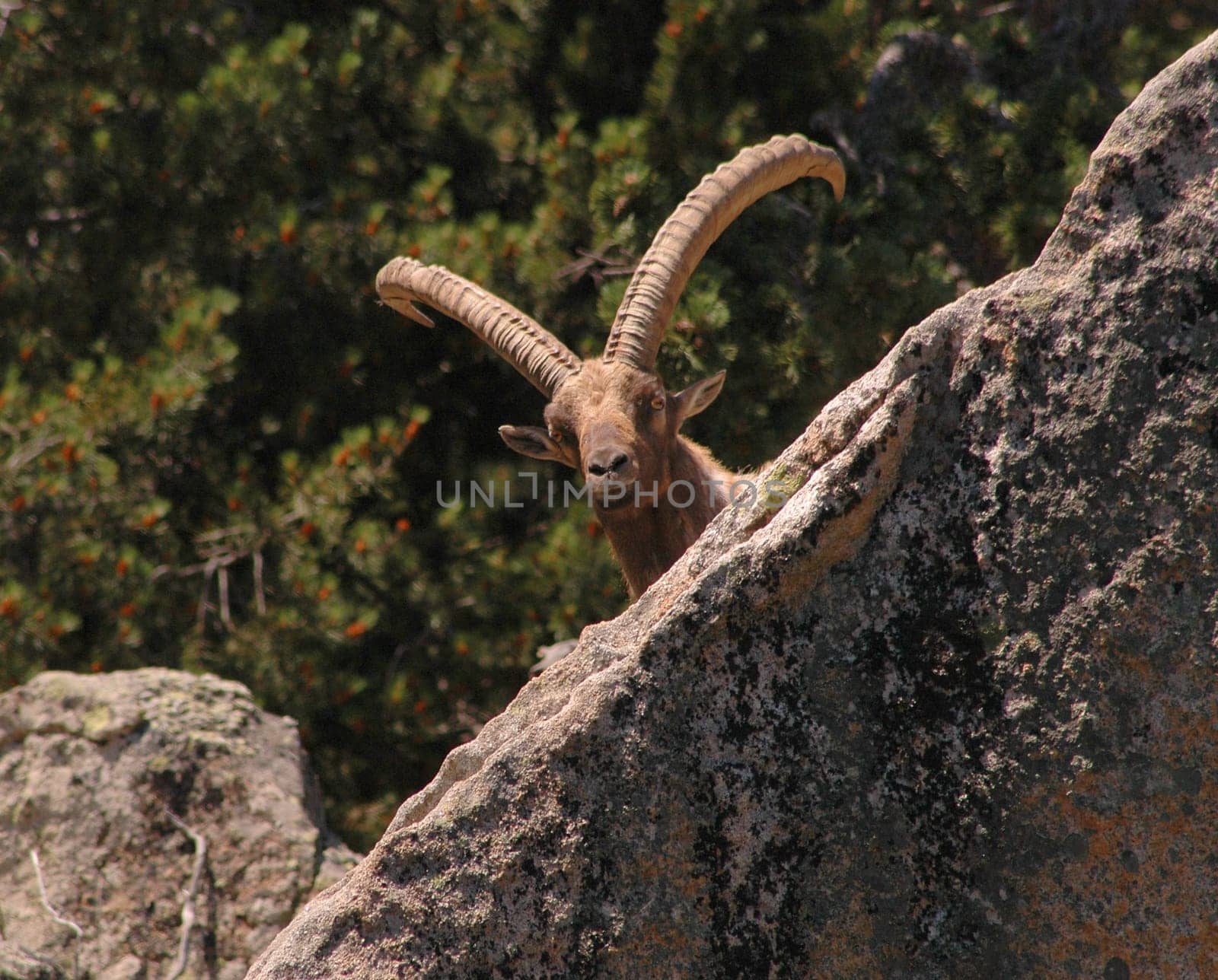 Created in a wildlife park in the Pyrenees in July 2005.