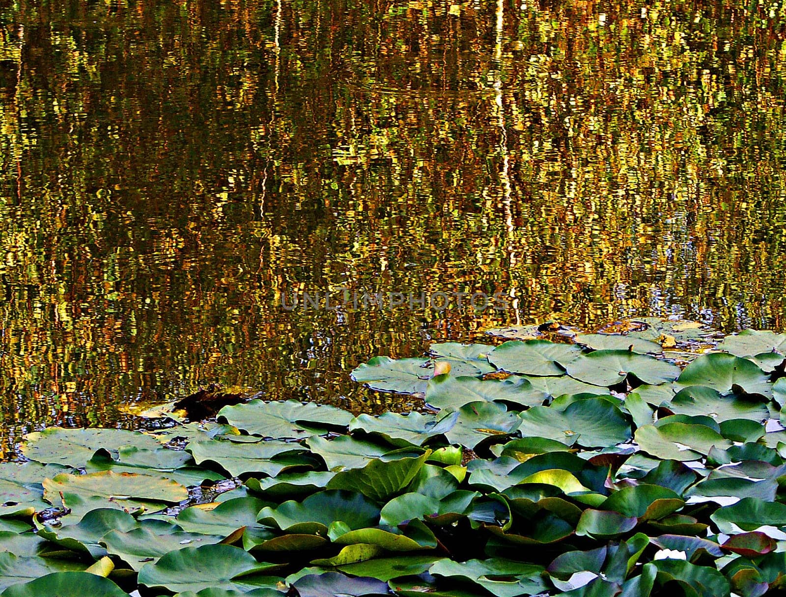 what is almost reminiscent of Monet here is the reflection of autumnally colored birches and a wonderfully warm evening light