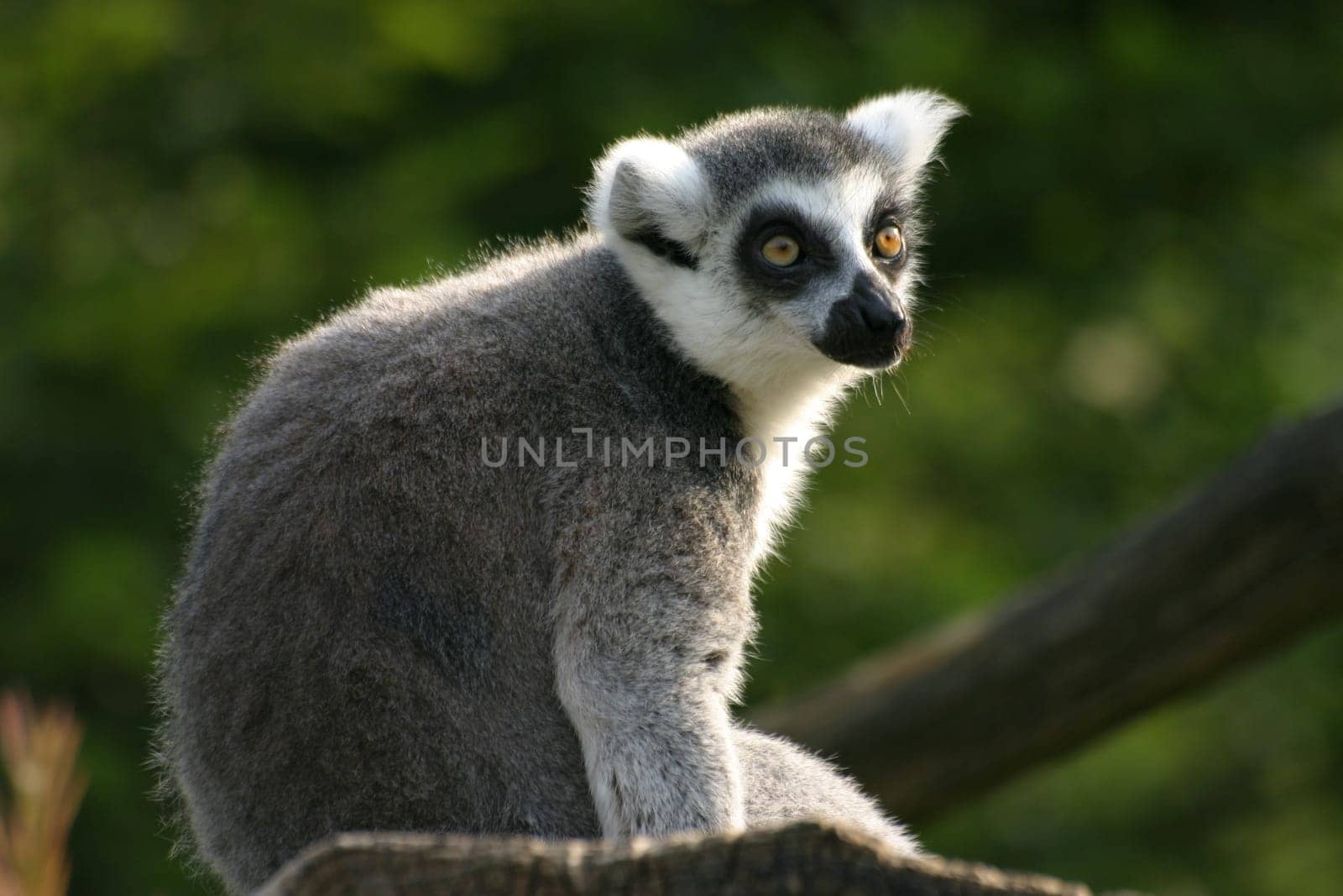 Ring-tailed lemurs in backlight