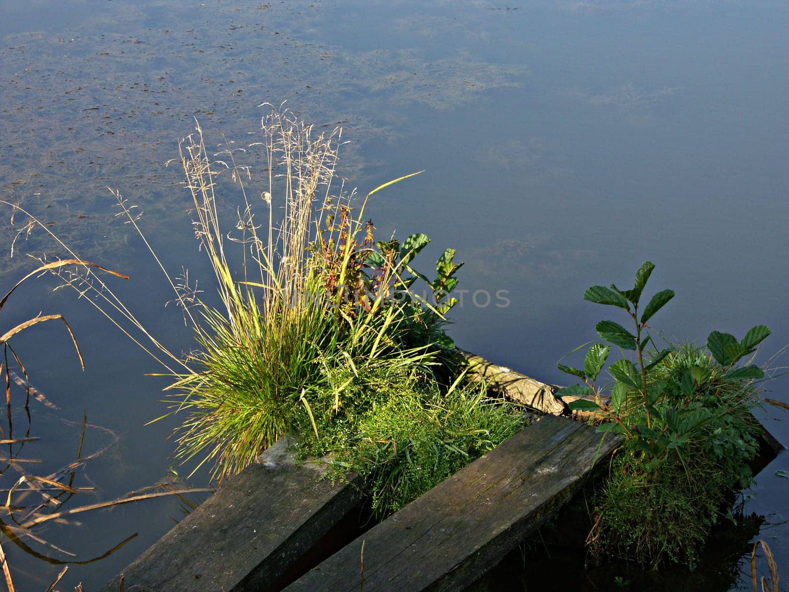 small biotope