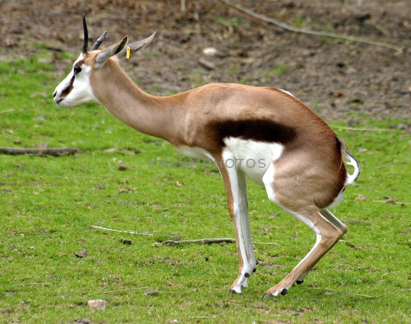 Pee posture...