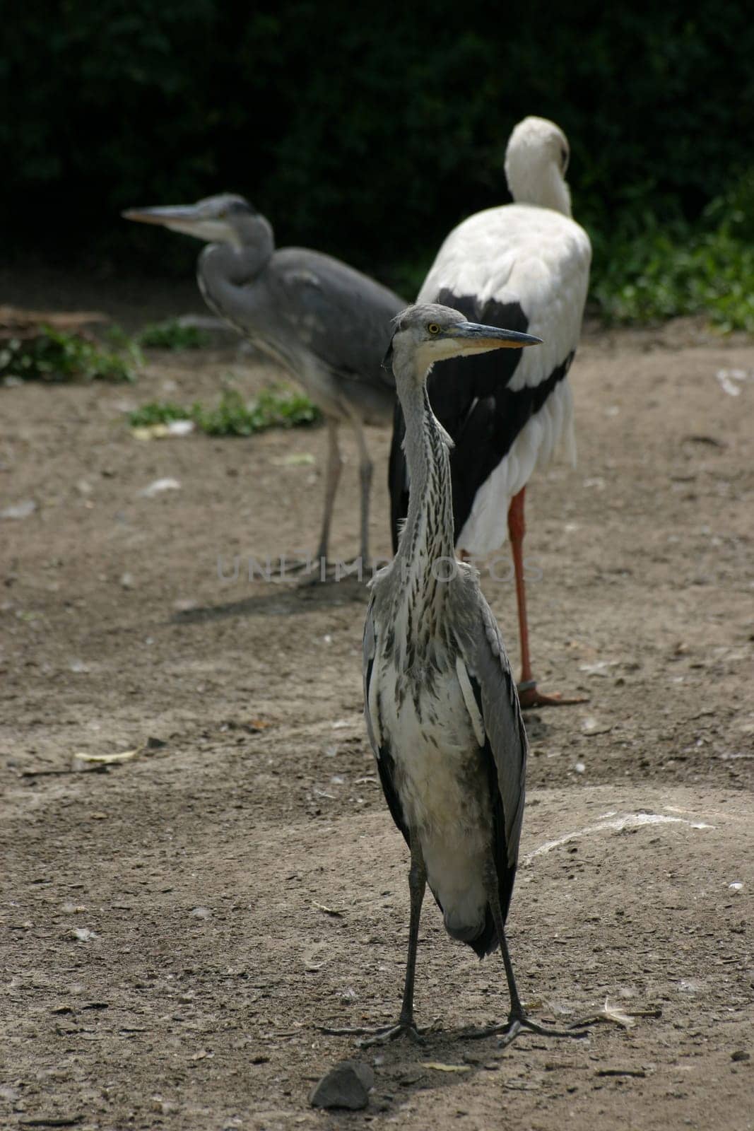 An otherwise always so elegant-looking heron in a somewhat unflattering frontal shot...