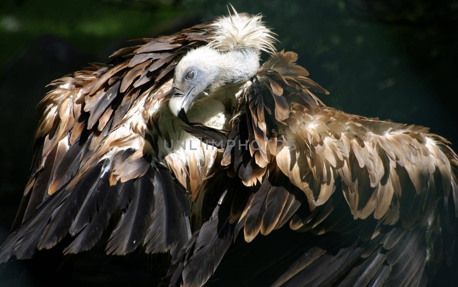 Griffon vulture
