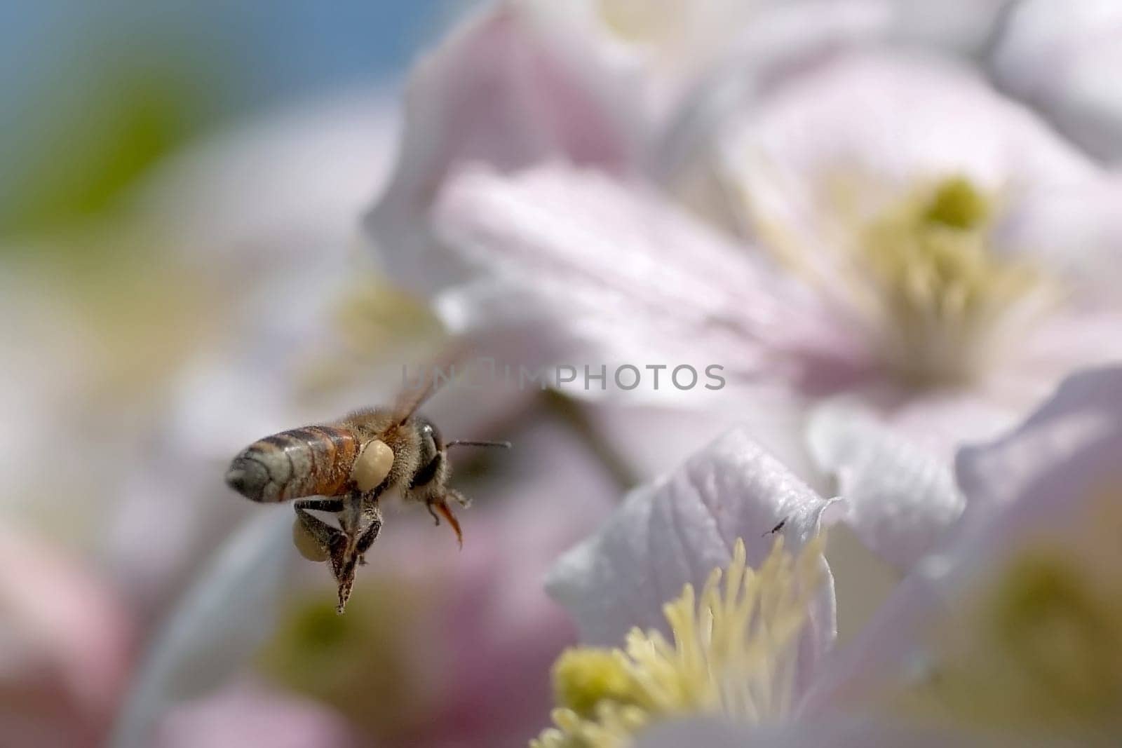 Nikon D70,ISO 250  F/4.5  1/8000sec  90mm,cut-out