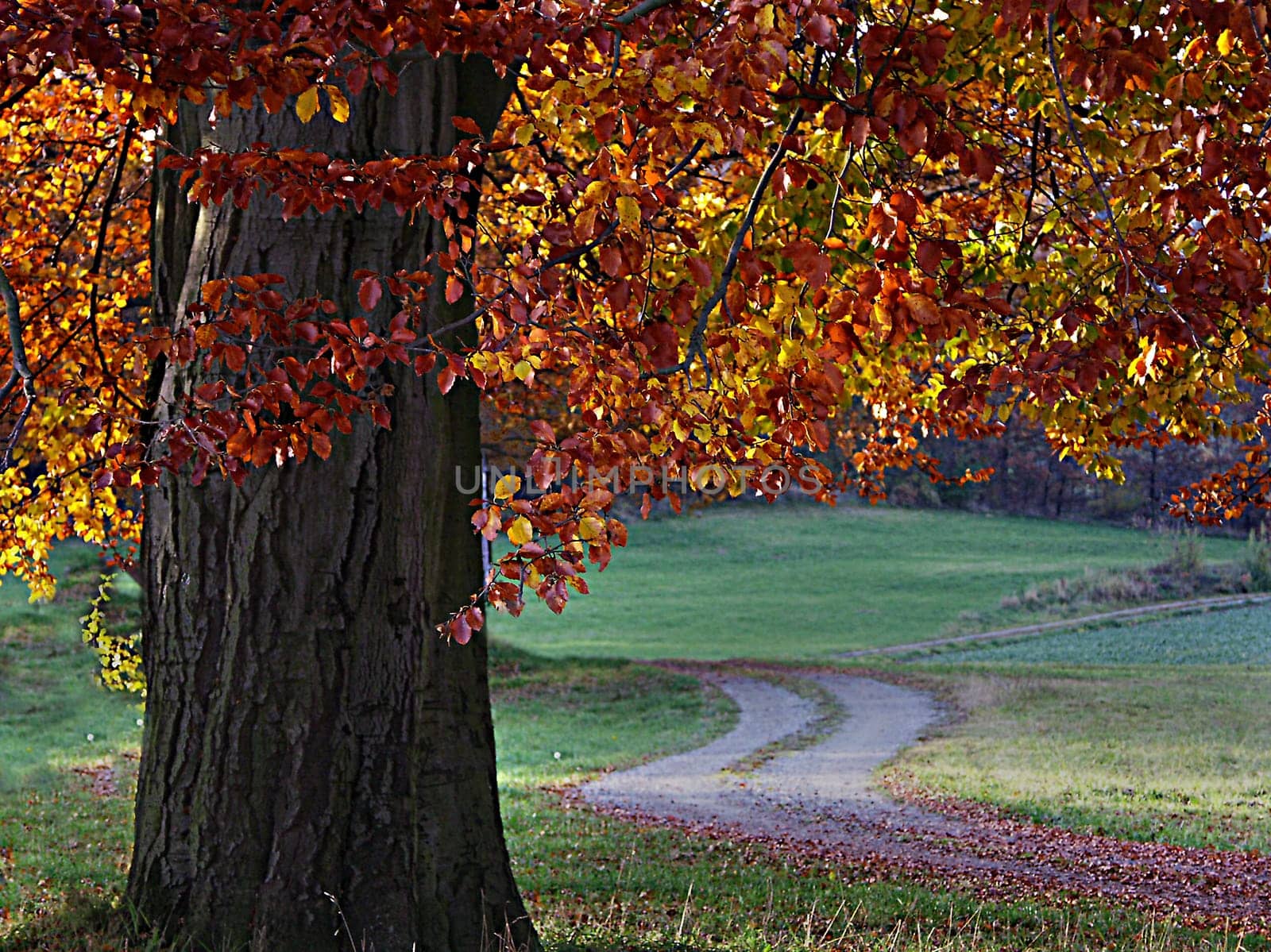 my absolute favorite tree...