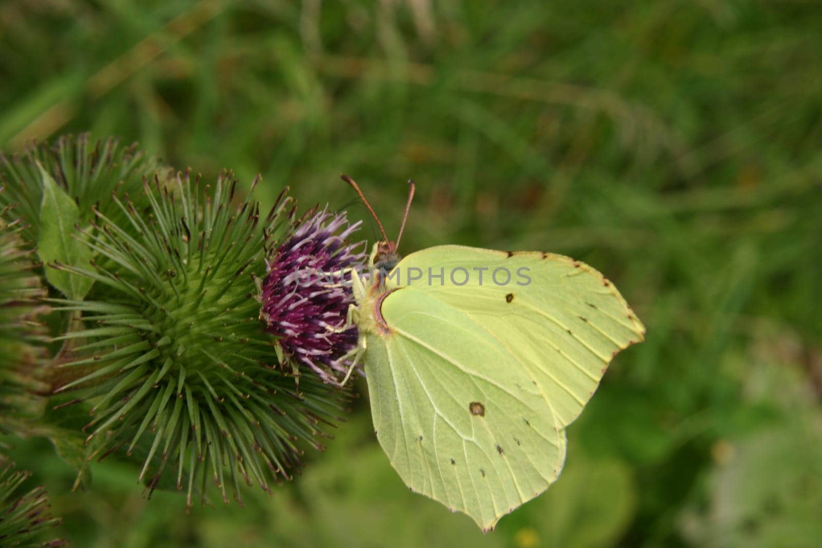 Brimstone