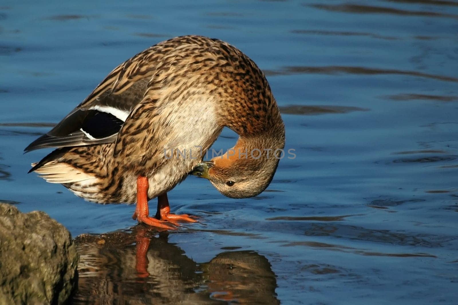Nikon D70,ISO 250  F/9  1/640sec  300mm