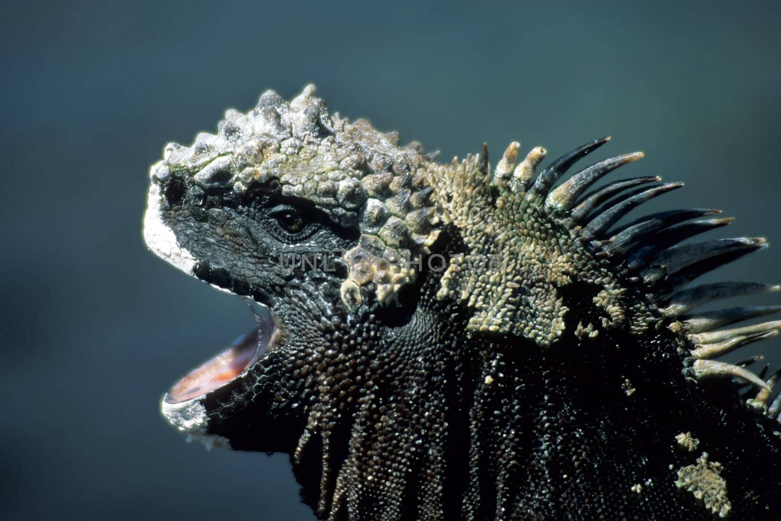 Marine iguana taken on the Galápagos island of Fernandina. The marine iguanas are a species of iguana found only in the Galápagos. They are the only lizard species (with the exception of crocodiles,alligators,etc.) that go into the sea to feed. In doing so,grazing