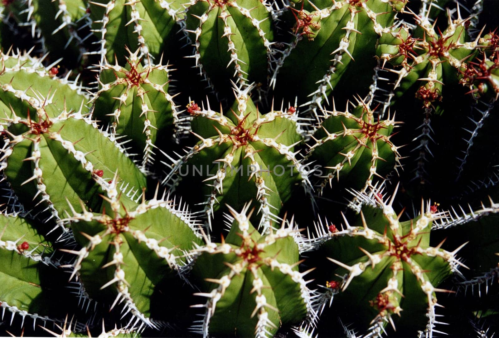 Jardin de cactus