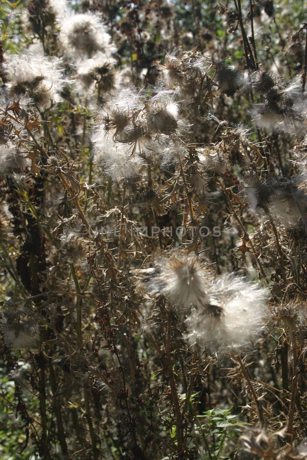 Thistles