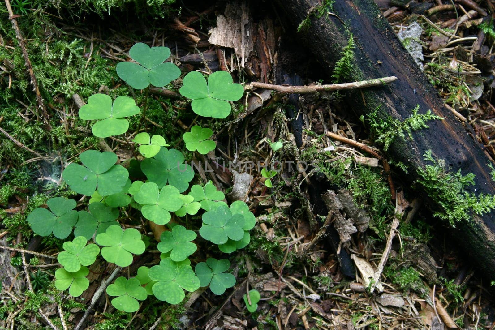Clover in the forest