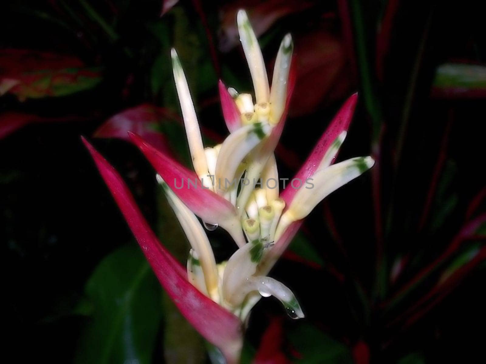 Hawaii Botanical Garden 3