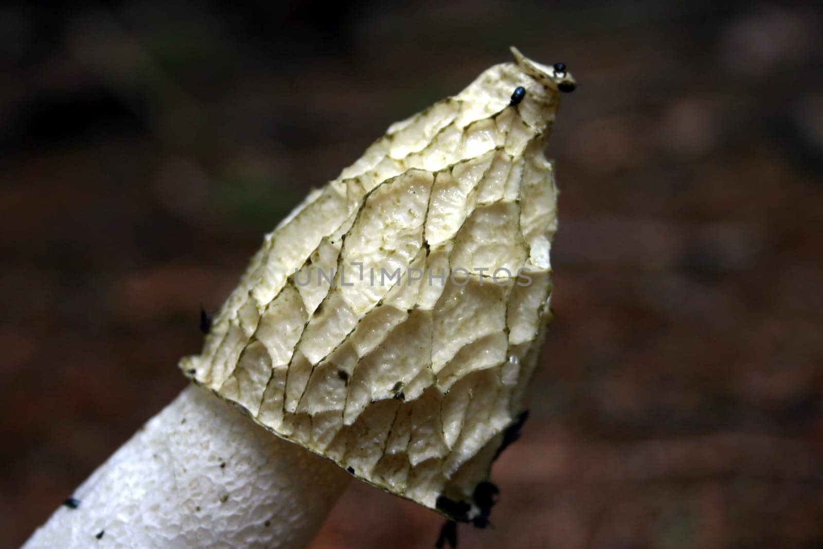 Stinkhorn