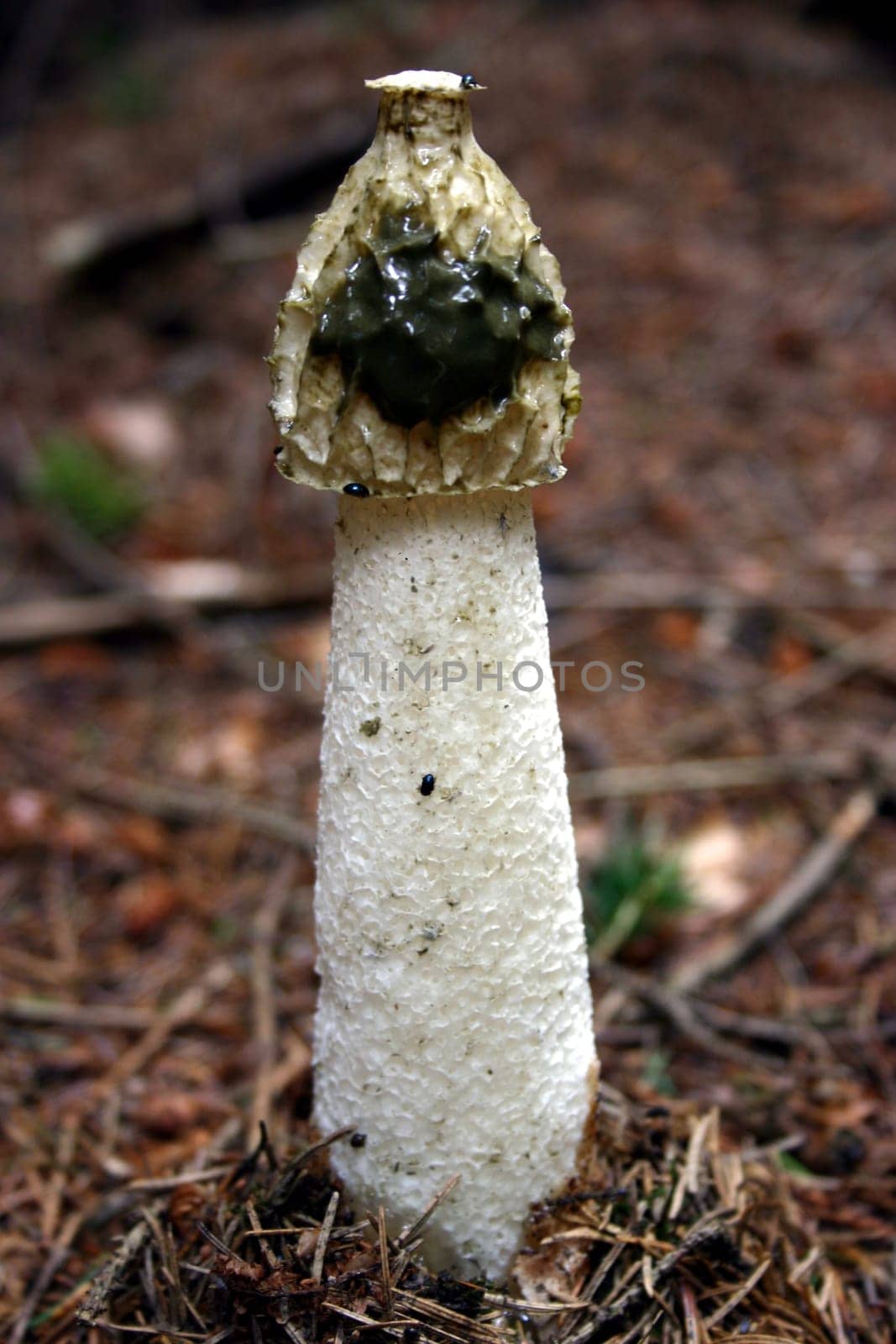 Stink morel 3