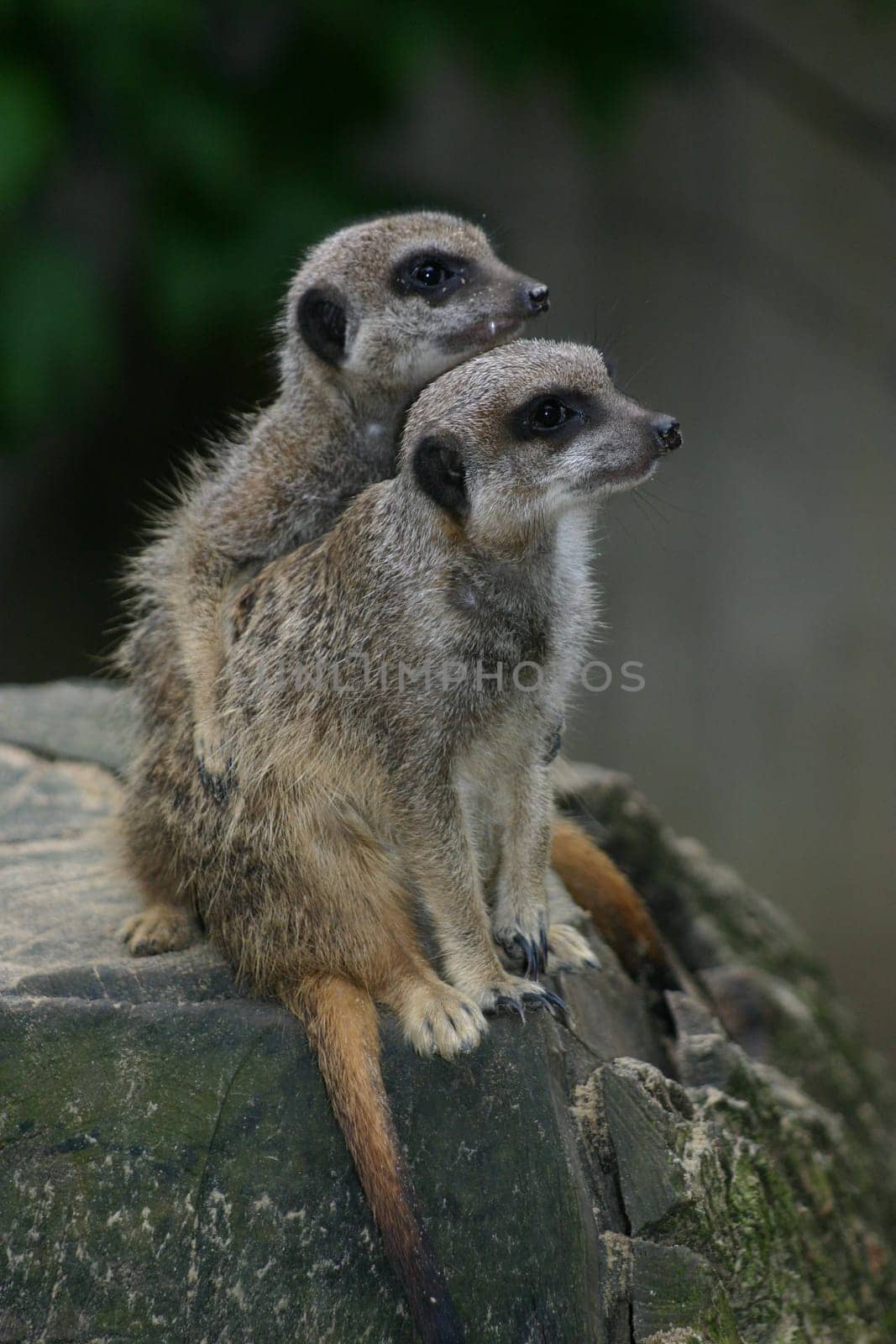 Pair of meerkats