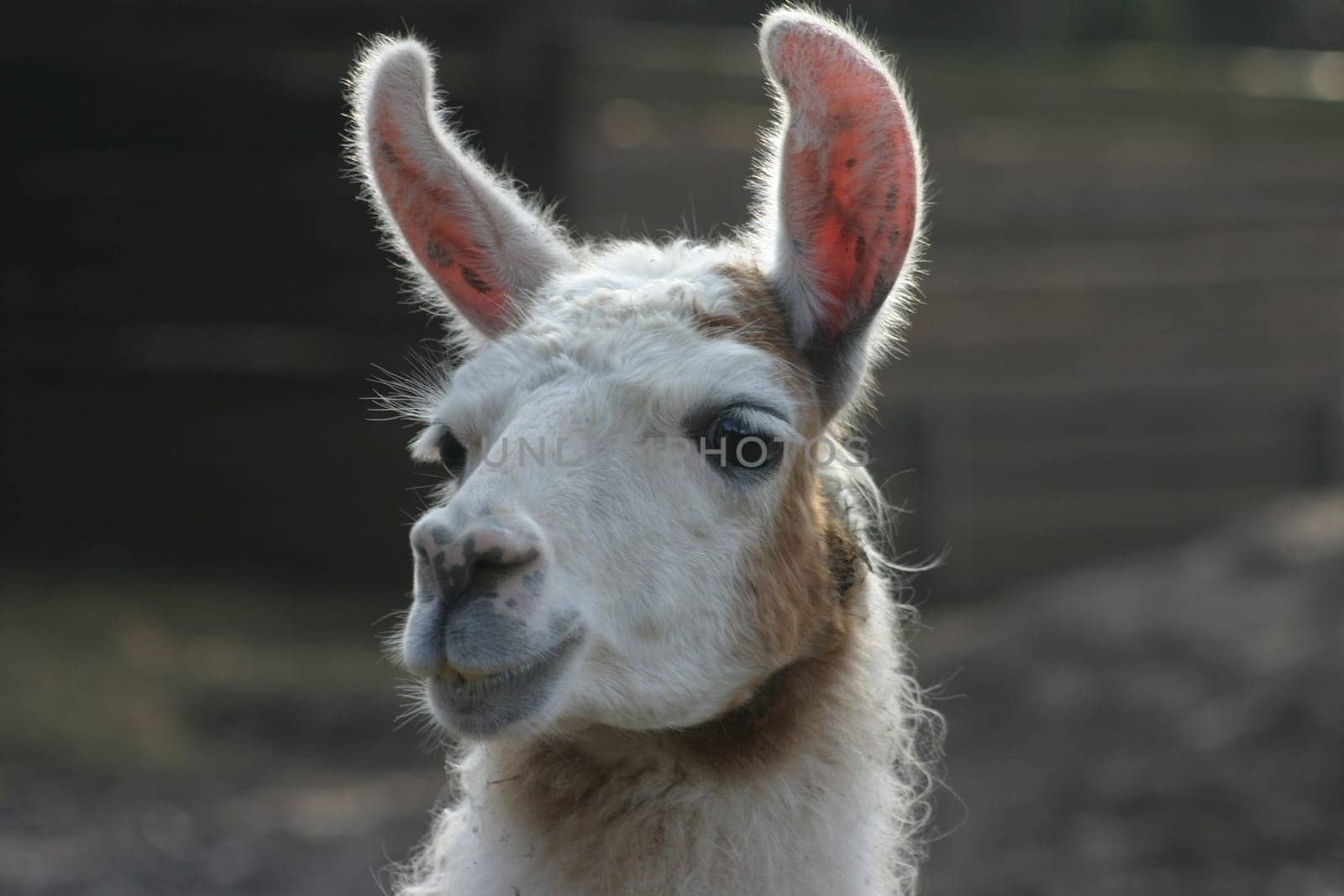 Lama Portrait
