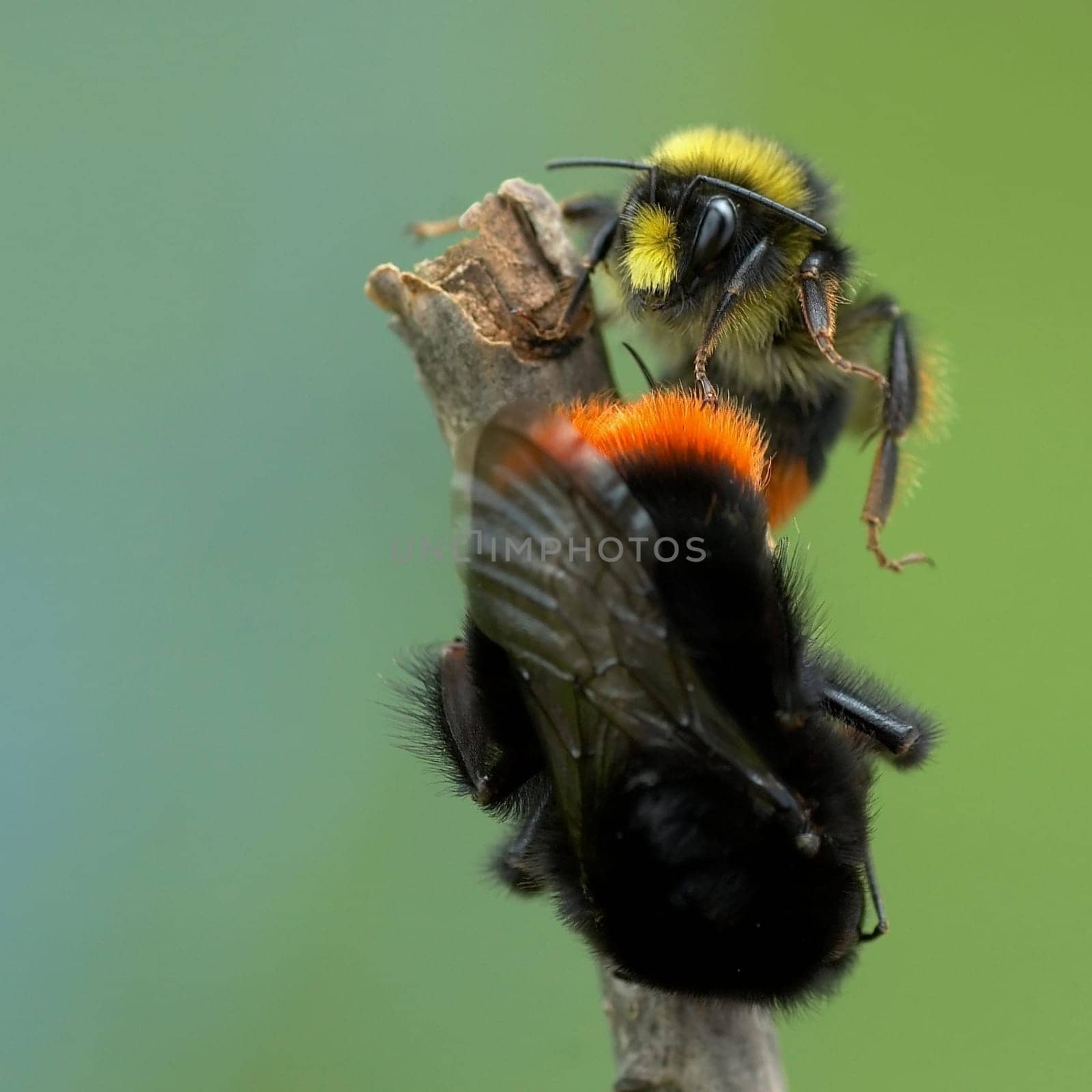 with the stone bumblebees. The queen,which is about 25 mm in size,is mated by the male,which is only about 15 mm in size. The young fertilized queen will then soon crawl into the ground and establish a new bumblebee colony next year in April. The stone bumblebee is