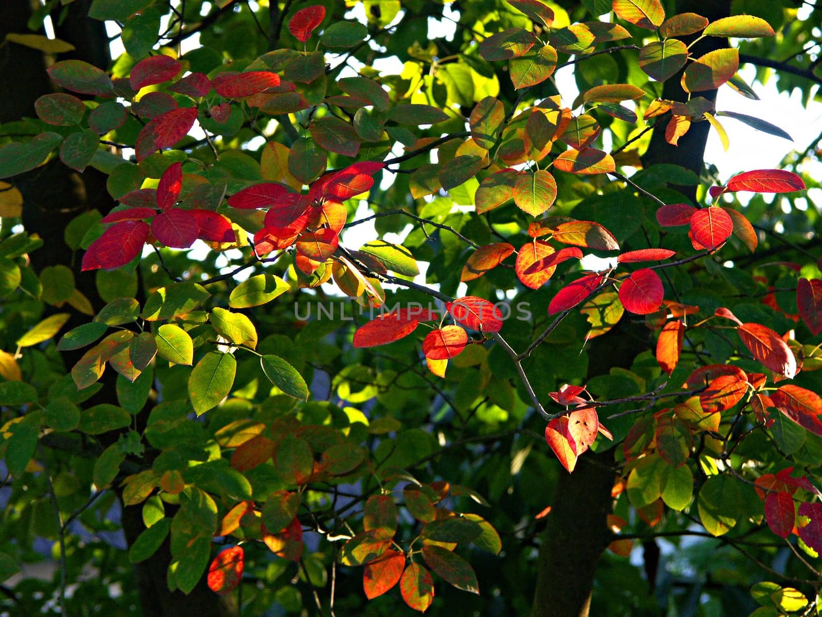 Autumnal(t)