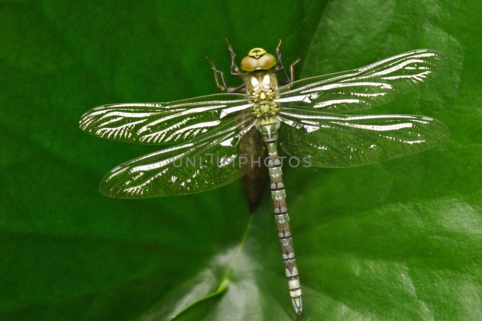 Birth of a dragonfly (Part 2)