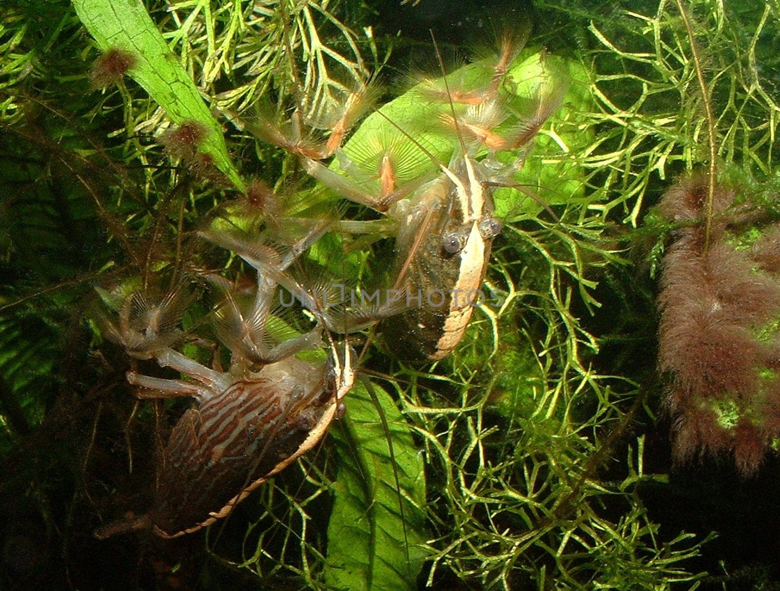 My two radar shrimps sit in the current and filter/fan edible airborne particles (food and plant residues,microbes,...) out of the water.